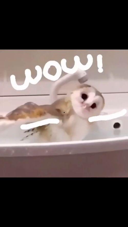 魔性动物咆哮表情包,狂野咆哮！魔性动物表情包带你领略动物界的狂野魅力