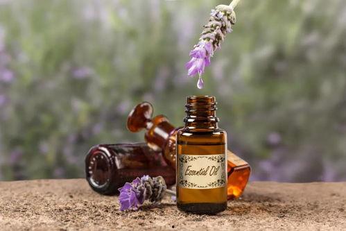 香气图片,探寻自然与艺术的完美融合