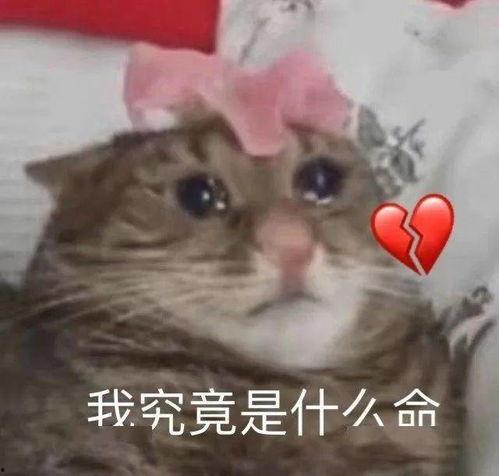 感动的哭的表情包,感动至深的哭表情包背后的故事